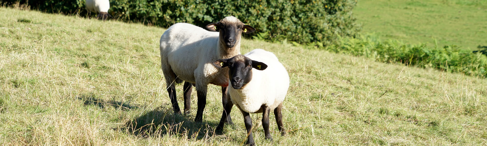 Heidschnucken in der Lüneburger Heide