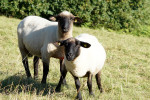 Heidschnucken in der Lüneburger Heide