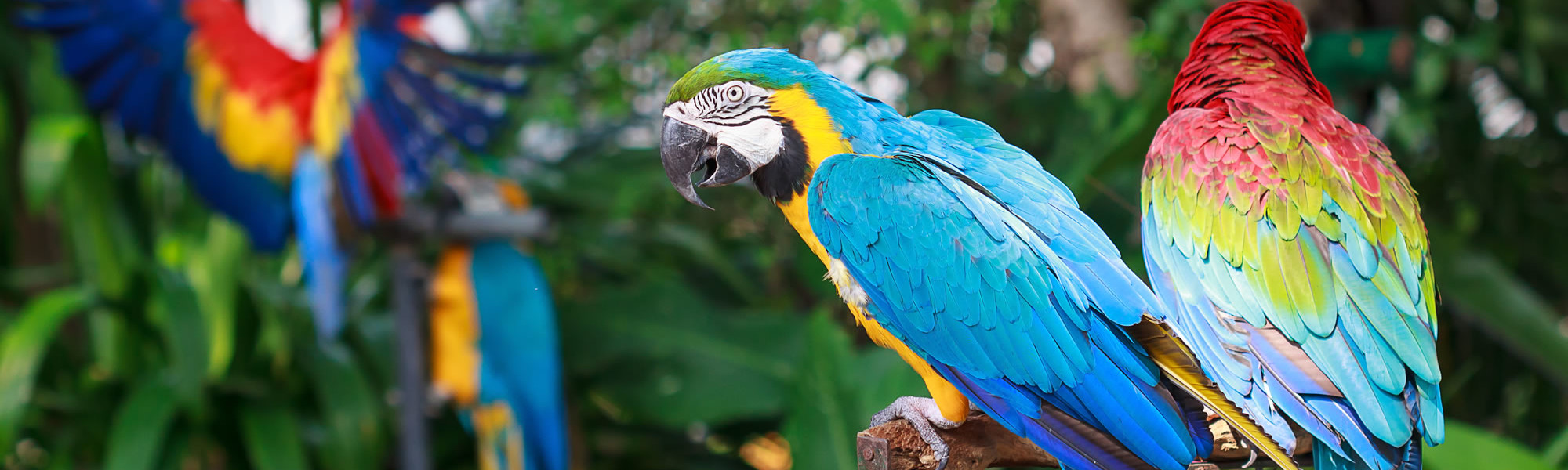 Vogelpark in Walsrode