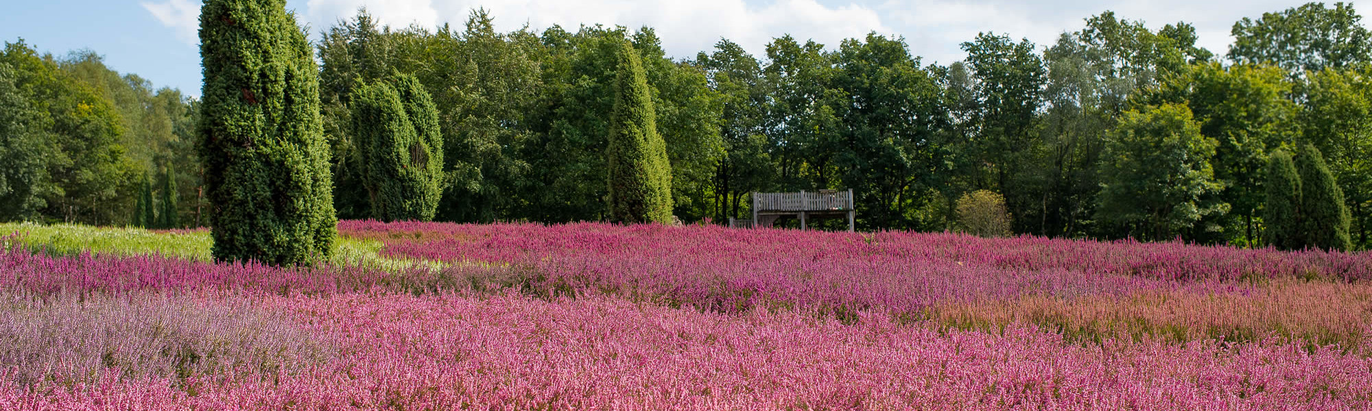 Lüneburger Heide - Die Magie der Heideblüte - Lüneburger Heide - Die Magie der Heideblüte -