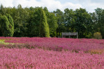 Lüneburger Heide - Die Magie der Heideblüte -