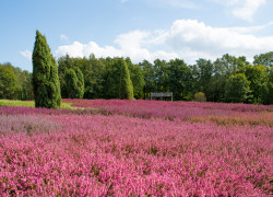 Die Lüneburger Heide ist eine Landschaft mit vielen Gesichtern