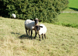 Heidschnucken der Lüneburger Heide begegnen